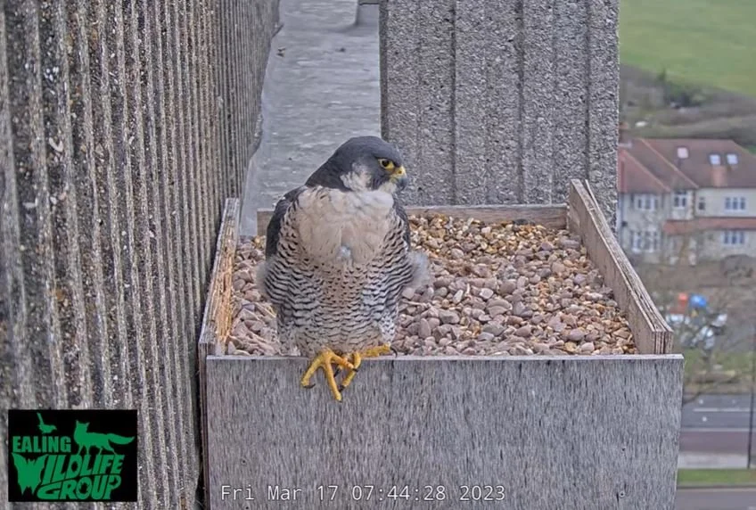 Peregrine CS holding image.JPG