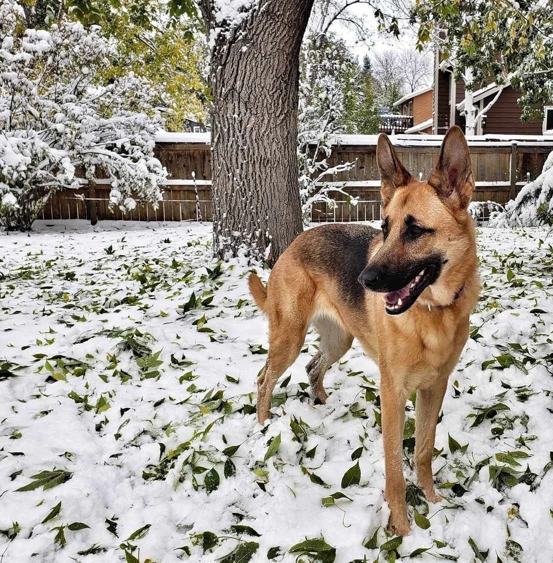 Victoria Grimm's dog Nova