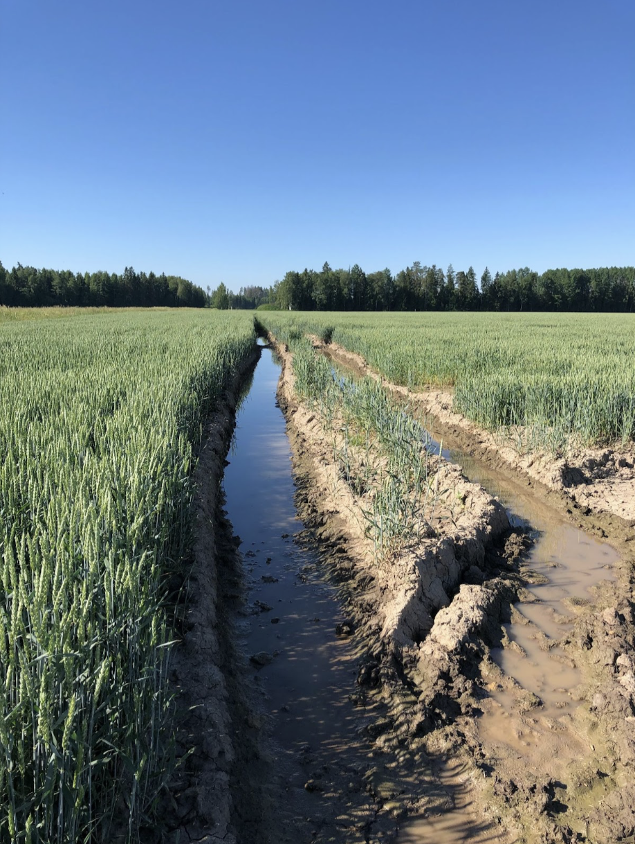 Adapting to Changing Climatic Conditions in Estonian Farms