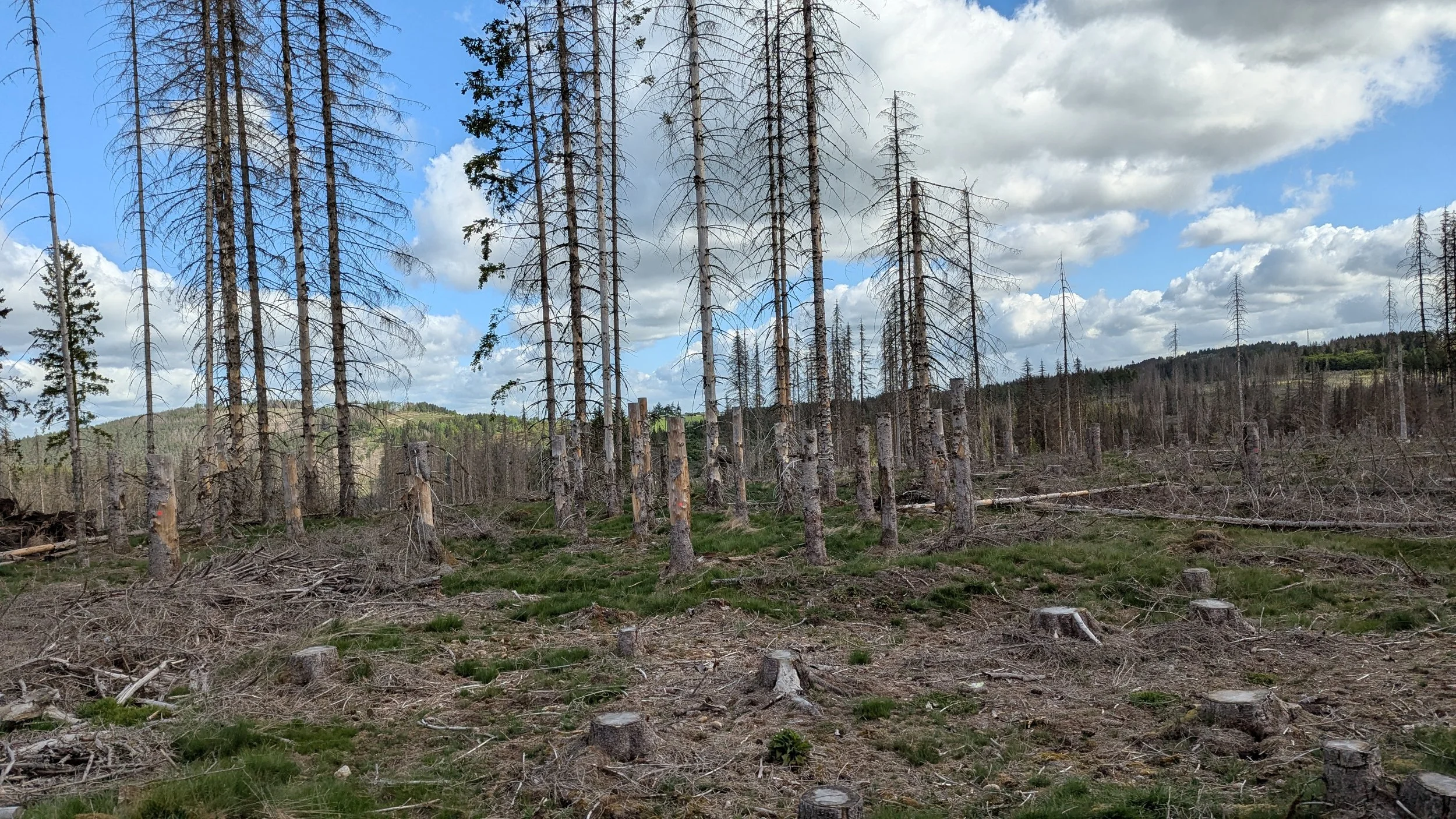 Future natural disturbances may reduce the economic value of forests&nbsp;but create opportunities for adaptation