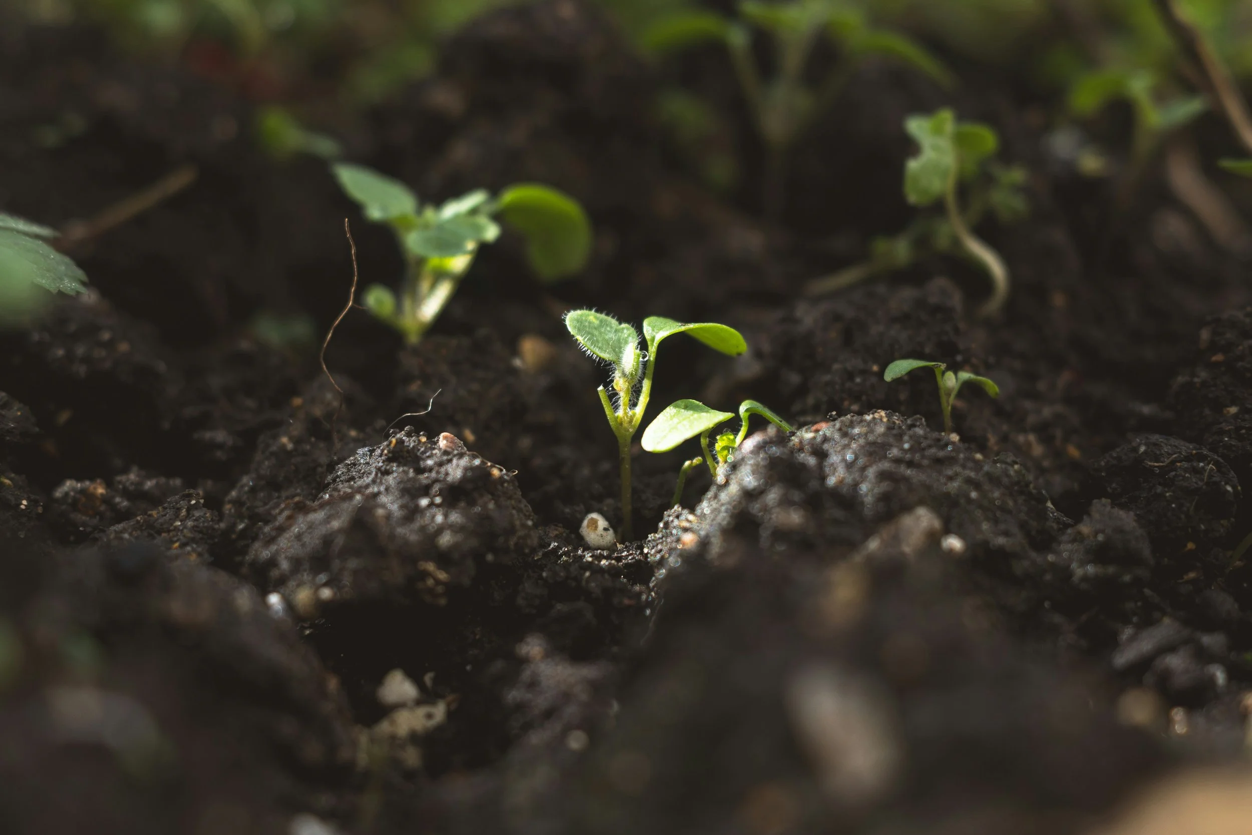 Importance of Soil in Climate Resilience