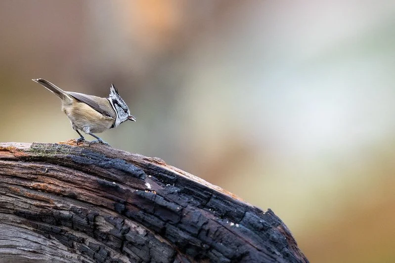 Crested Tit (Lophophanes cristatus). Finland by Gregoire Dubois