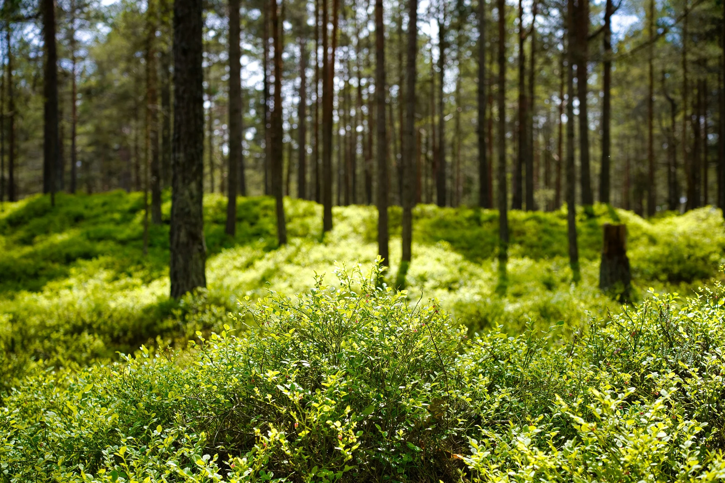 Forest landscape on a sunny day 
