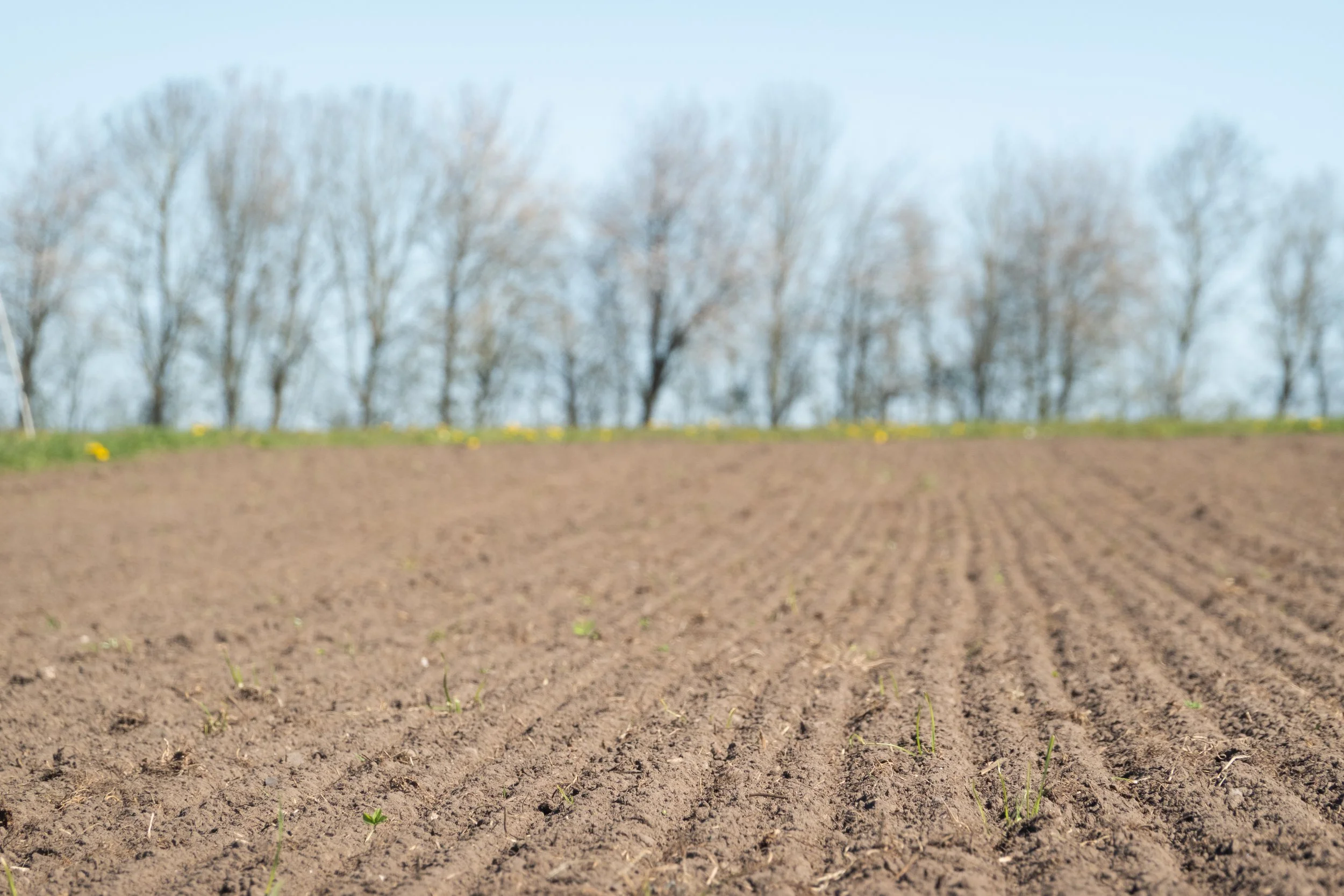 A landscape of agriculture field with trees in the background