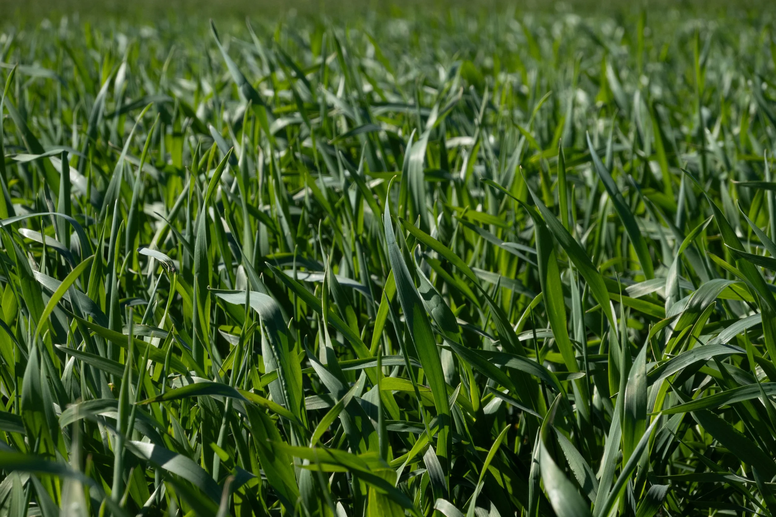 Green crops