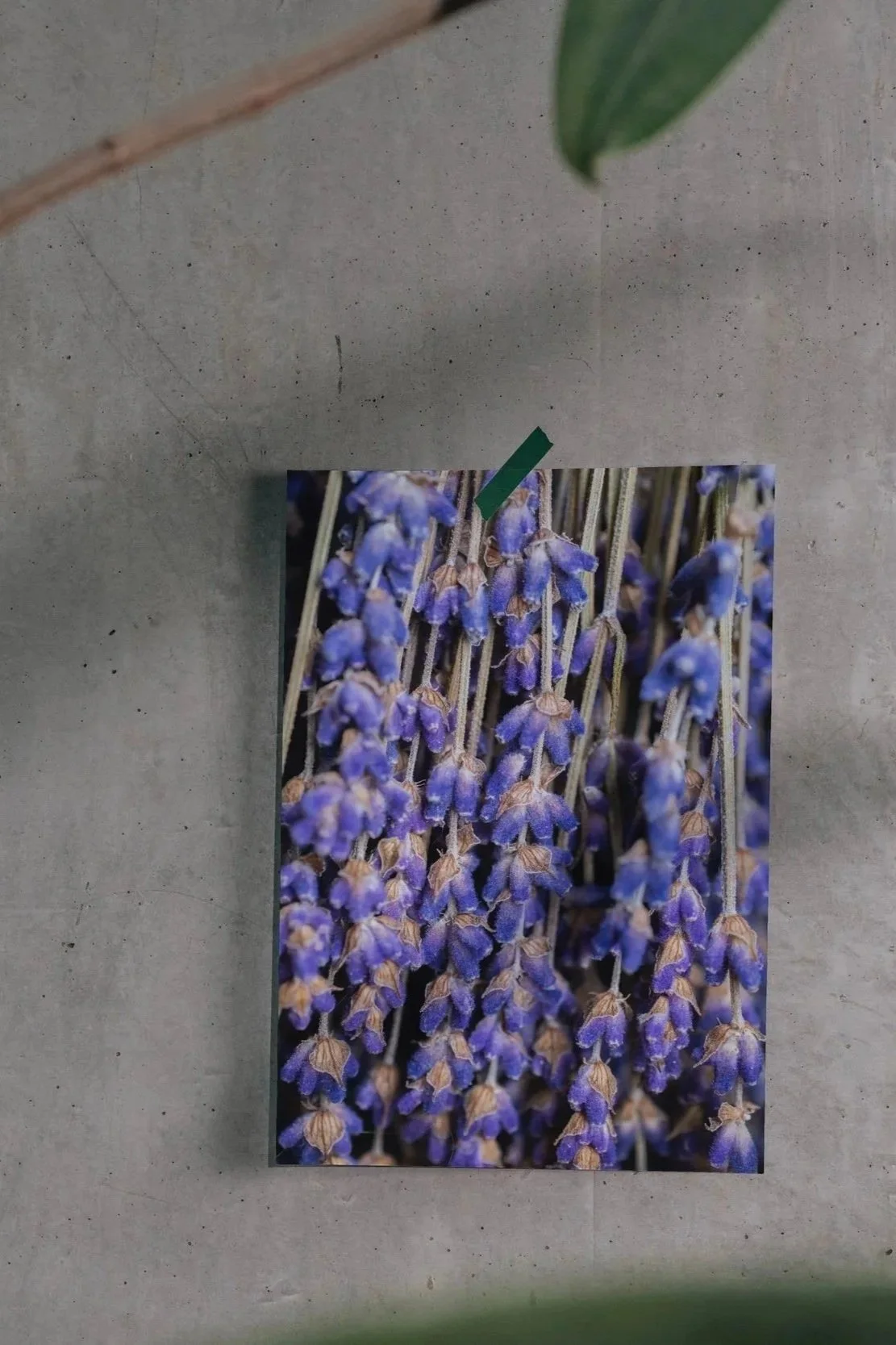 Lavender