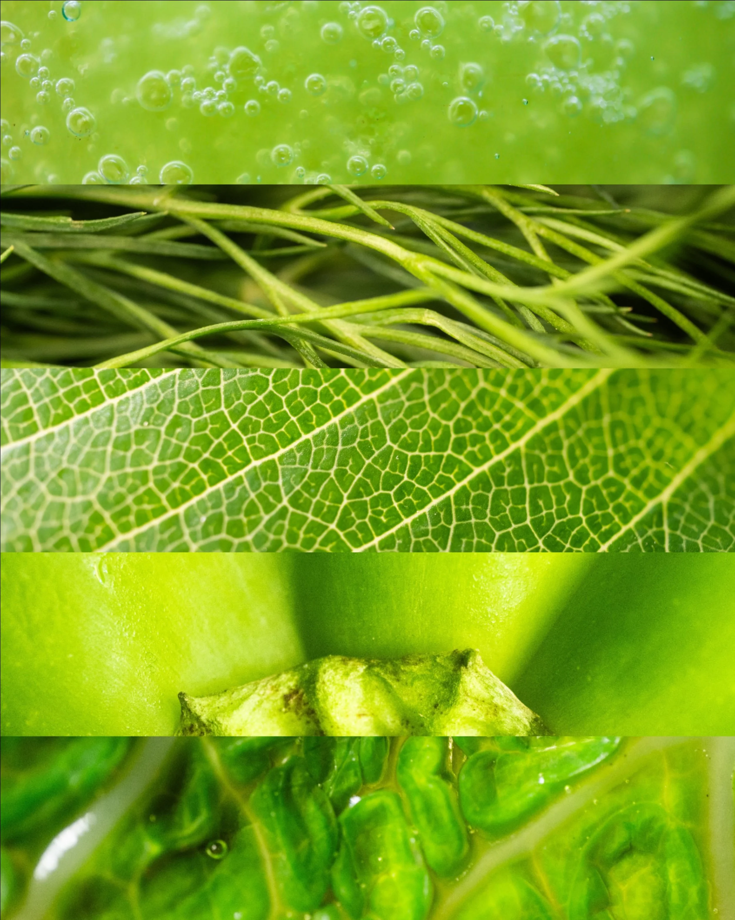 Shades of warm green 🧚🏻🐉🍀🥬🥒🌱🪲🫛🫑🍋&zwj;🟩

Cocktail photography | Photographie de cocktail | Fujifilm France | Hospitality Photographer | Photographe Culinaire Paris | Cocktail Photographer | Macro Photography