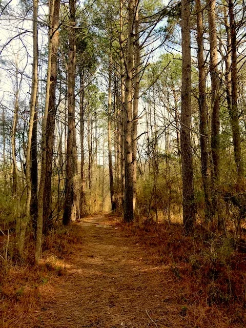 Winter Walking at Blue Blazes Trail