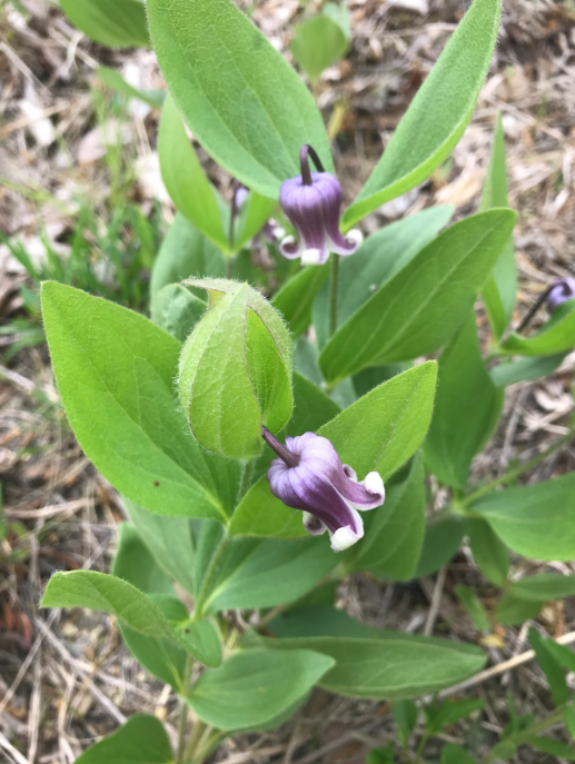 Resilience and Inspiration at Orchard Knob Reservation
