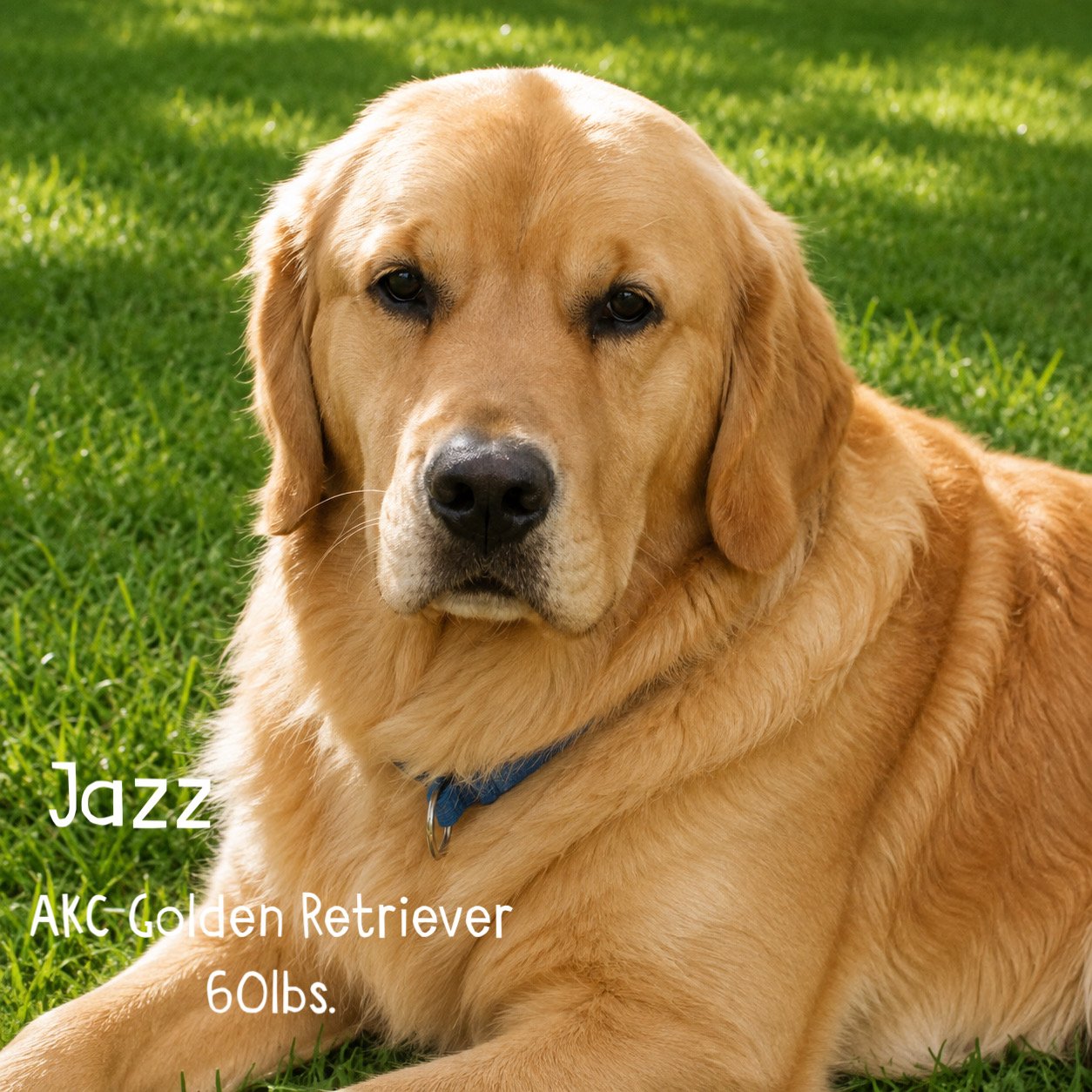Jazz, an AKC Golden Retriever weighing 60 pounds.