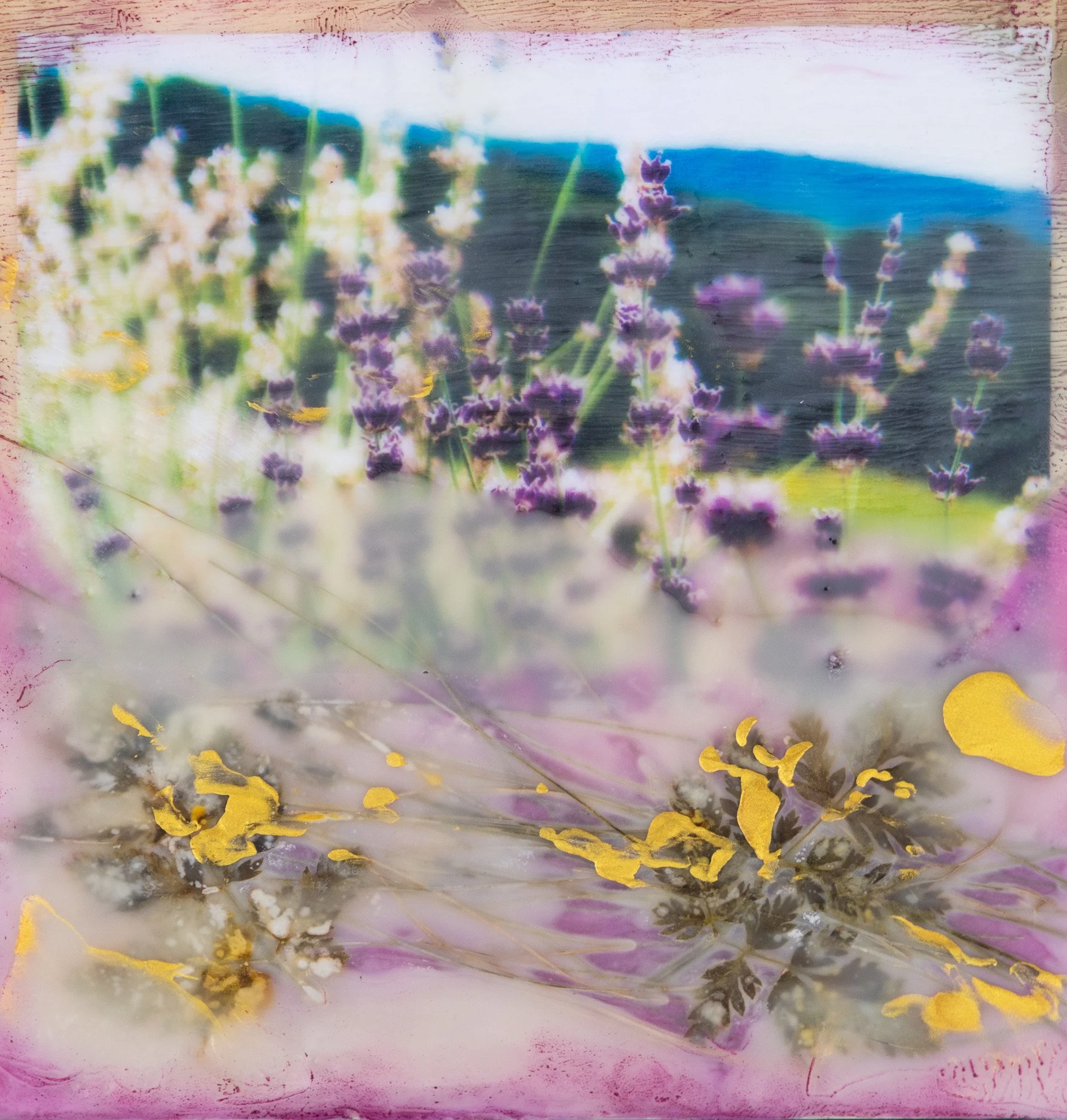SOLD - Lavender Hills - 8" x 8" encaustic photo painting on cradled panel with embedded foliage, unframed