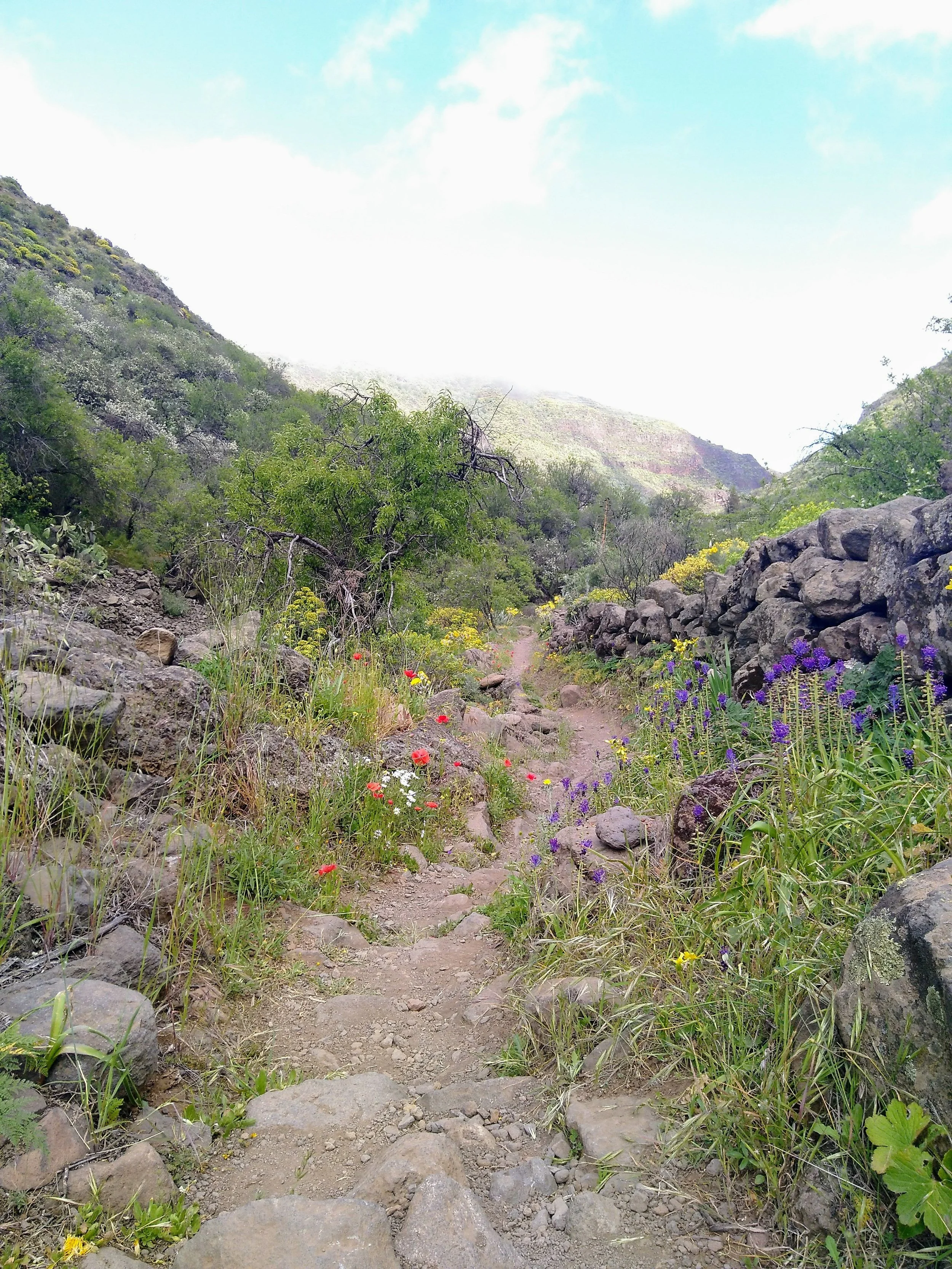 Sentier de randoné fleuri au printemps au coeur de l'île de Grande Canarie
