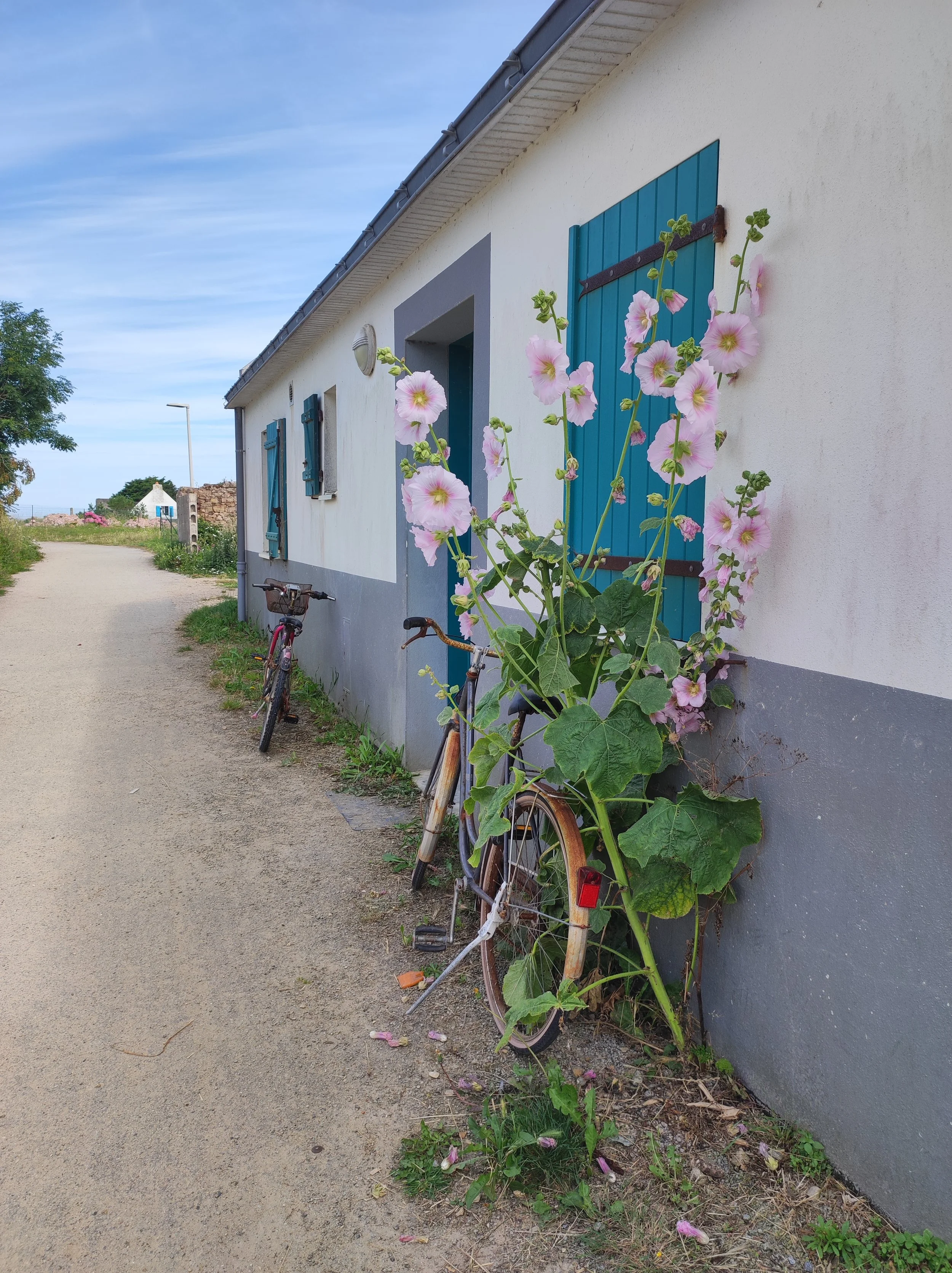 Vélo posés contre un mur derriere des roses tremières, Belle - Île, Bretagne