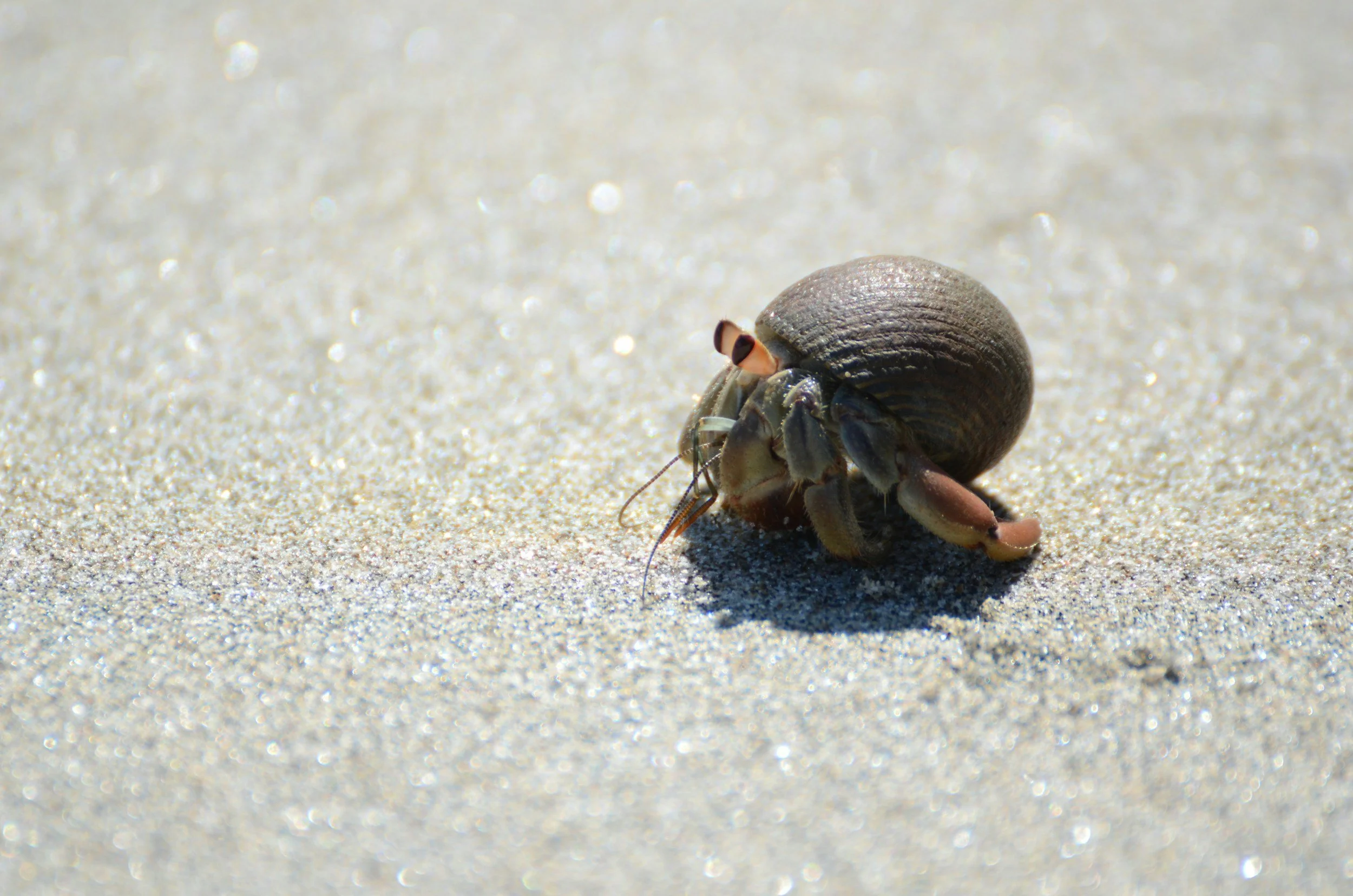 Hermit crab