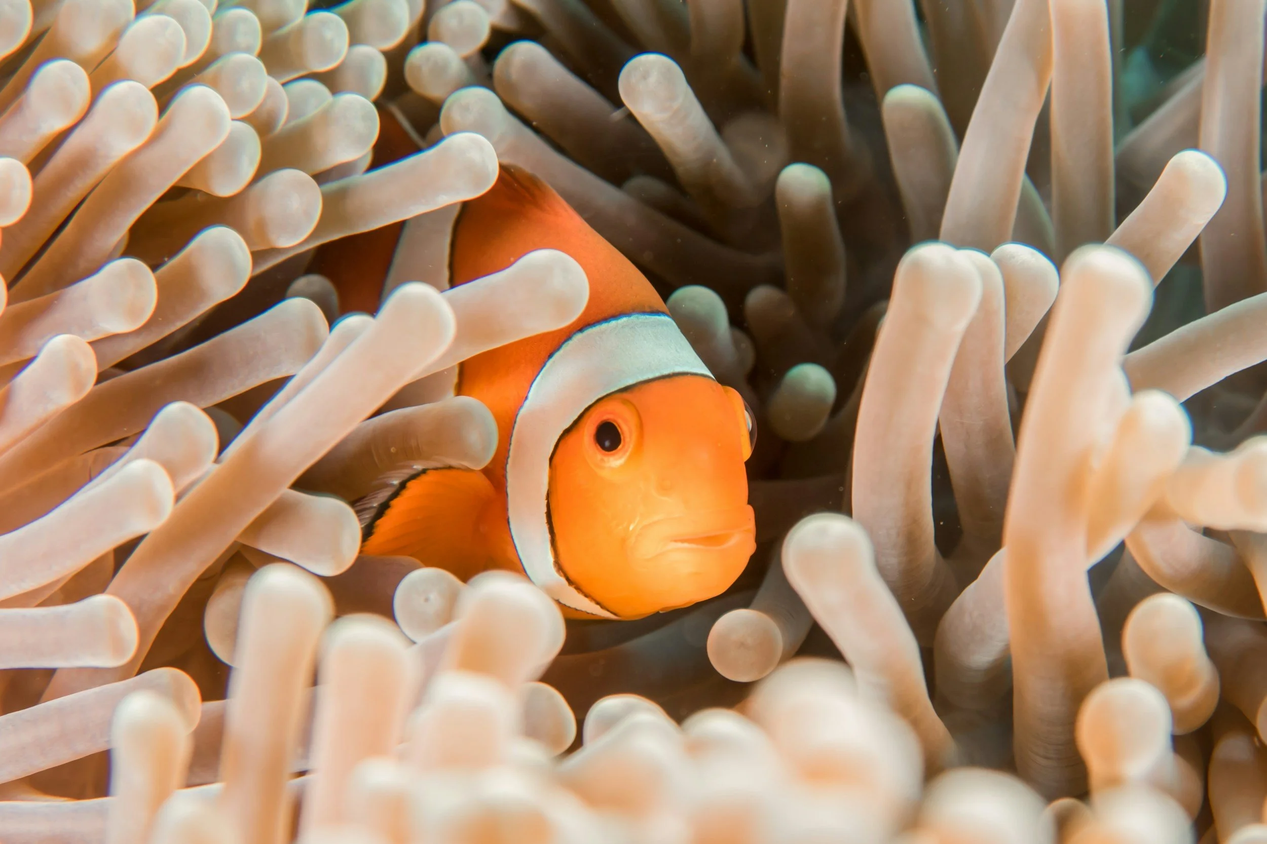 Clownfish in an anemone