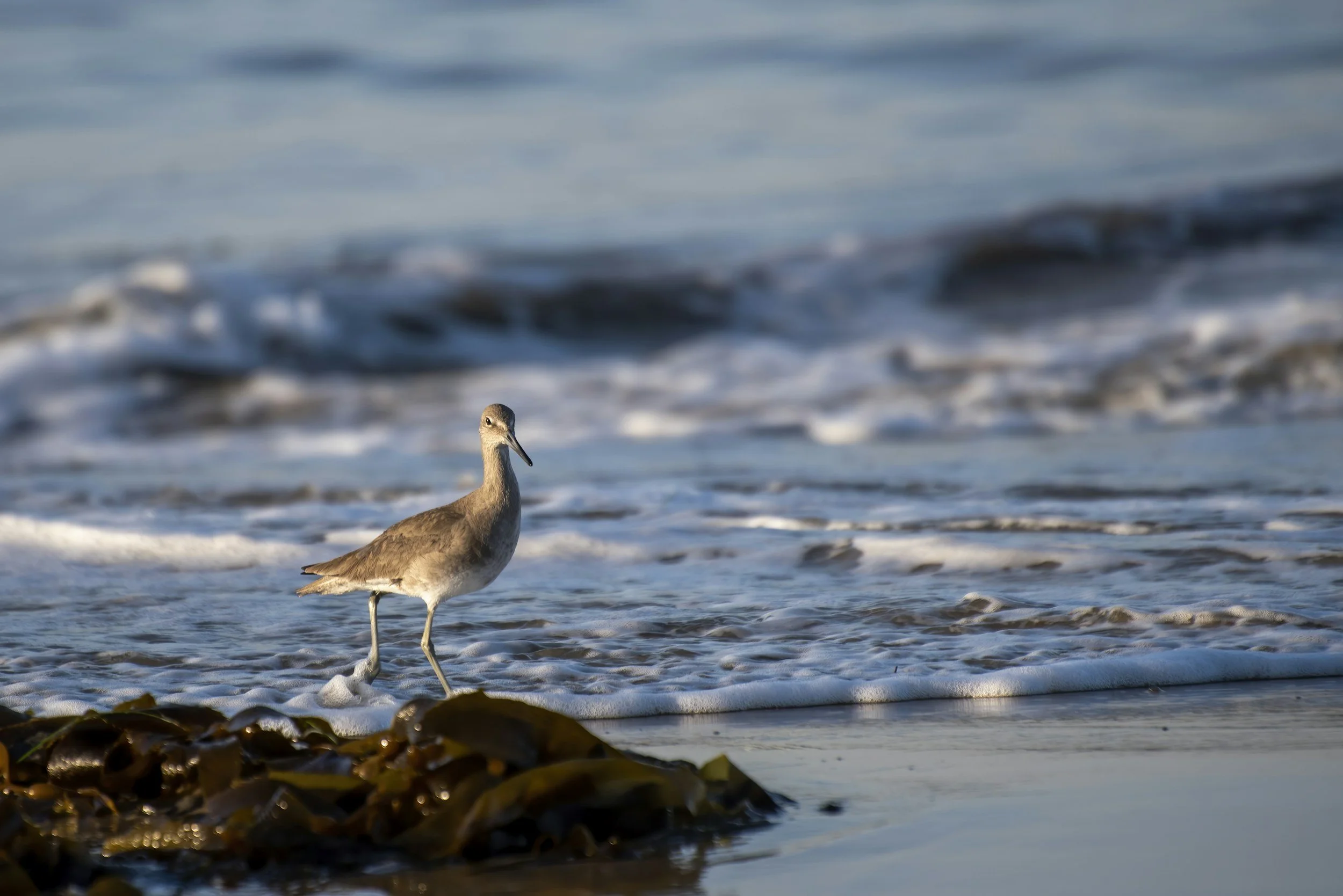 Sea bird on a rock