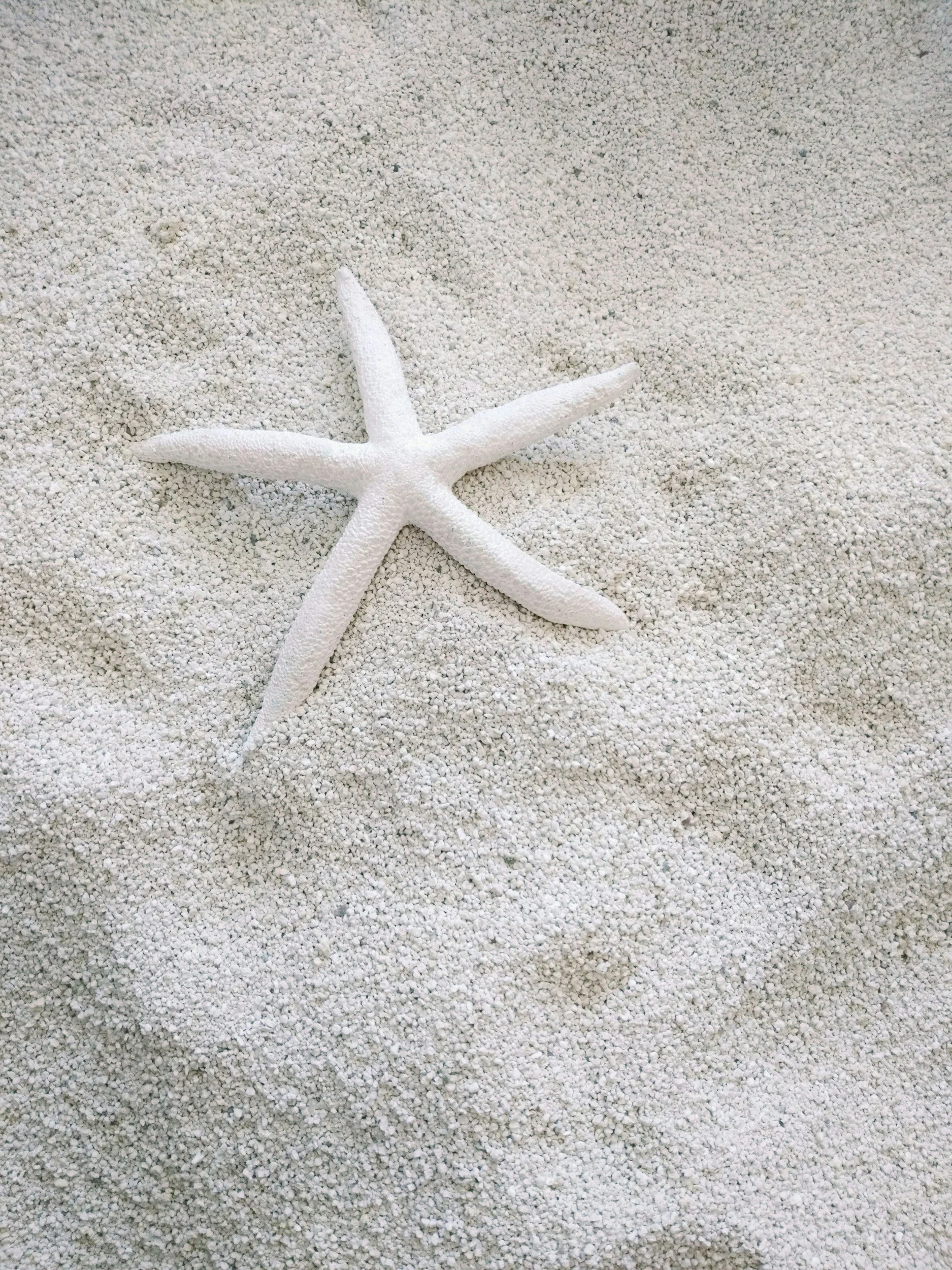 White starfish
