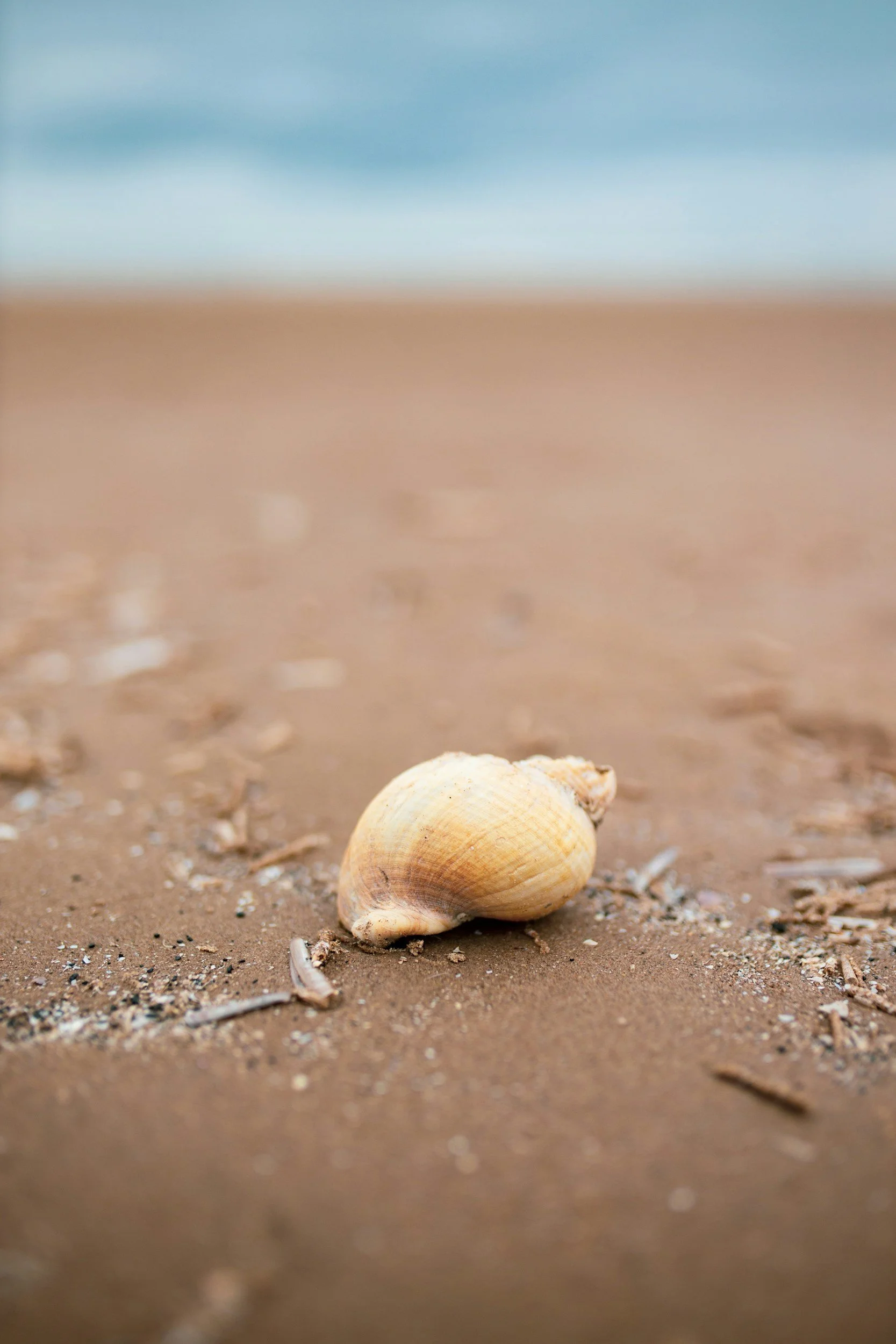 Seashell on a beach