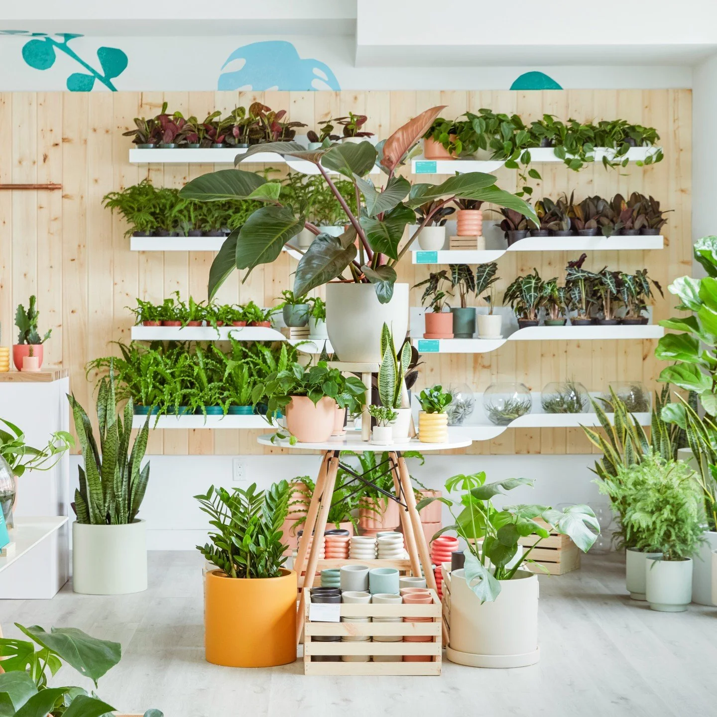 thesill_316703175_541383034065597_237998601550390012_n.jpg