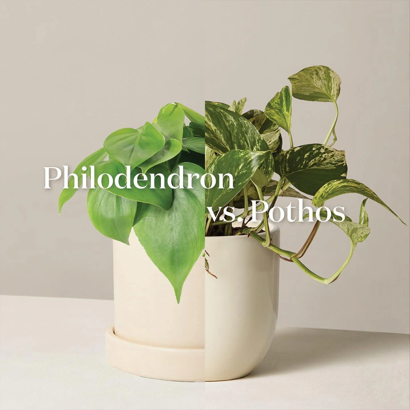 Photo by The Sill on April 09, 2022..jpg