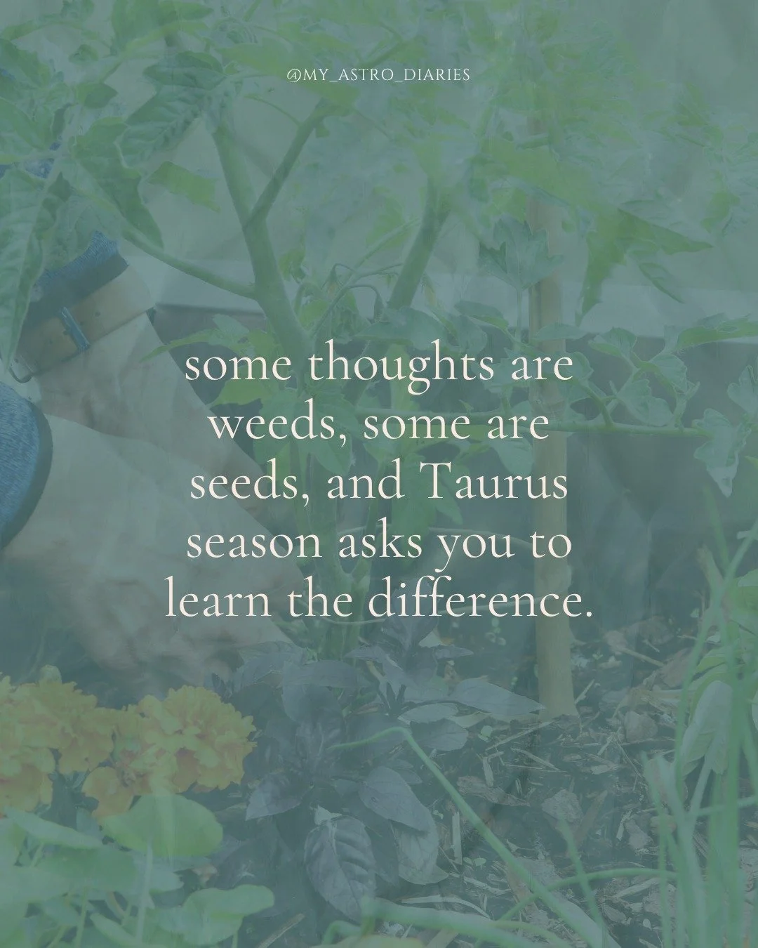 What you repeatedly return to in yourself is what begins to grow. 💐🌷🌹🌸🌺

#taurusastrology #taurusseason #myastrodiaries #taurus♉