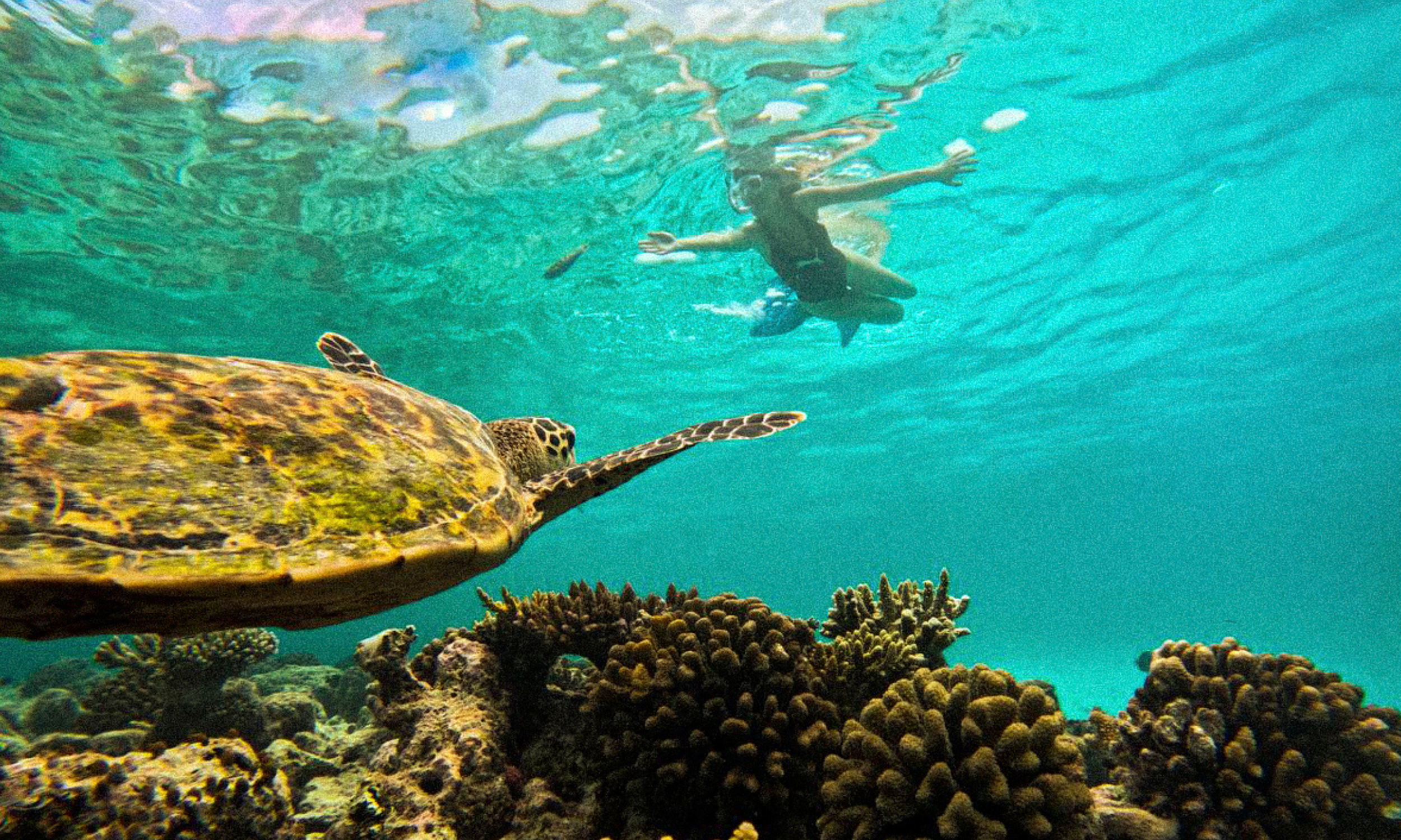 Underwater scene showing a turtle swimming near colorful coral reefs with a girl swimming in the background.