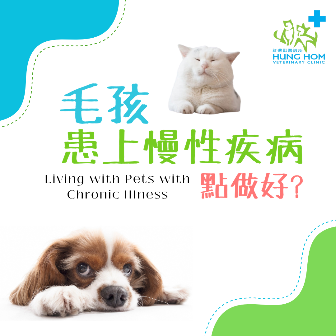 毛孩慢性疾病