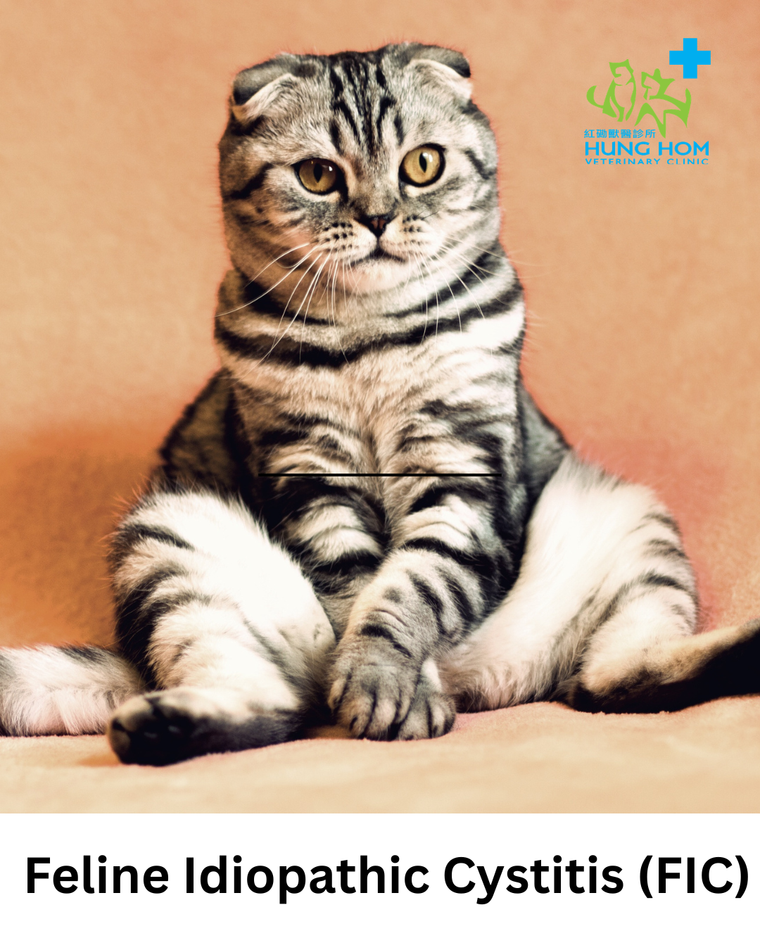 Feline Idiopathic Cystitis (FIC)