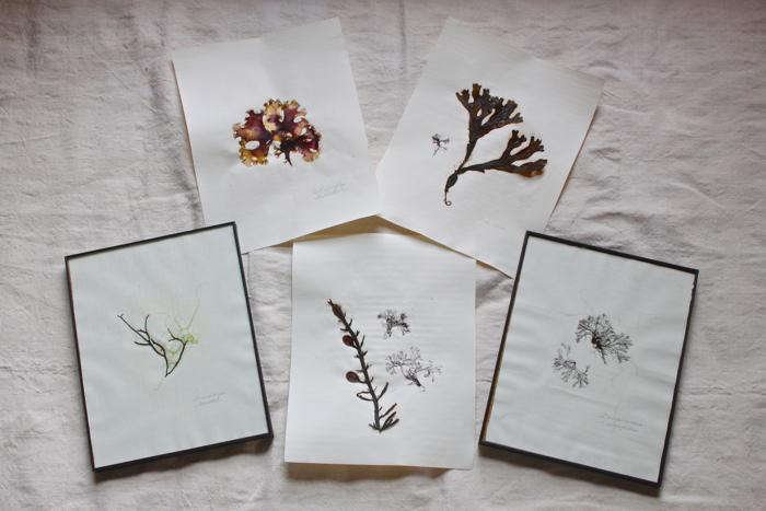 DIY seaweed prints finished 5.jpg