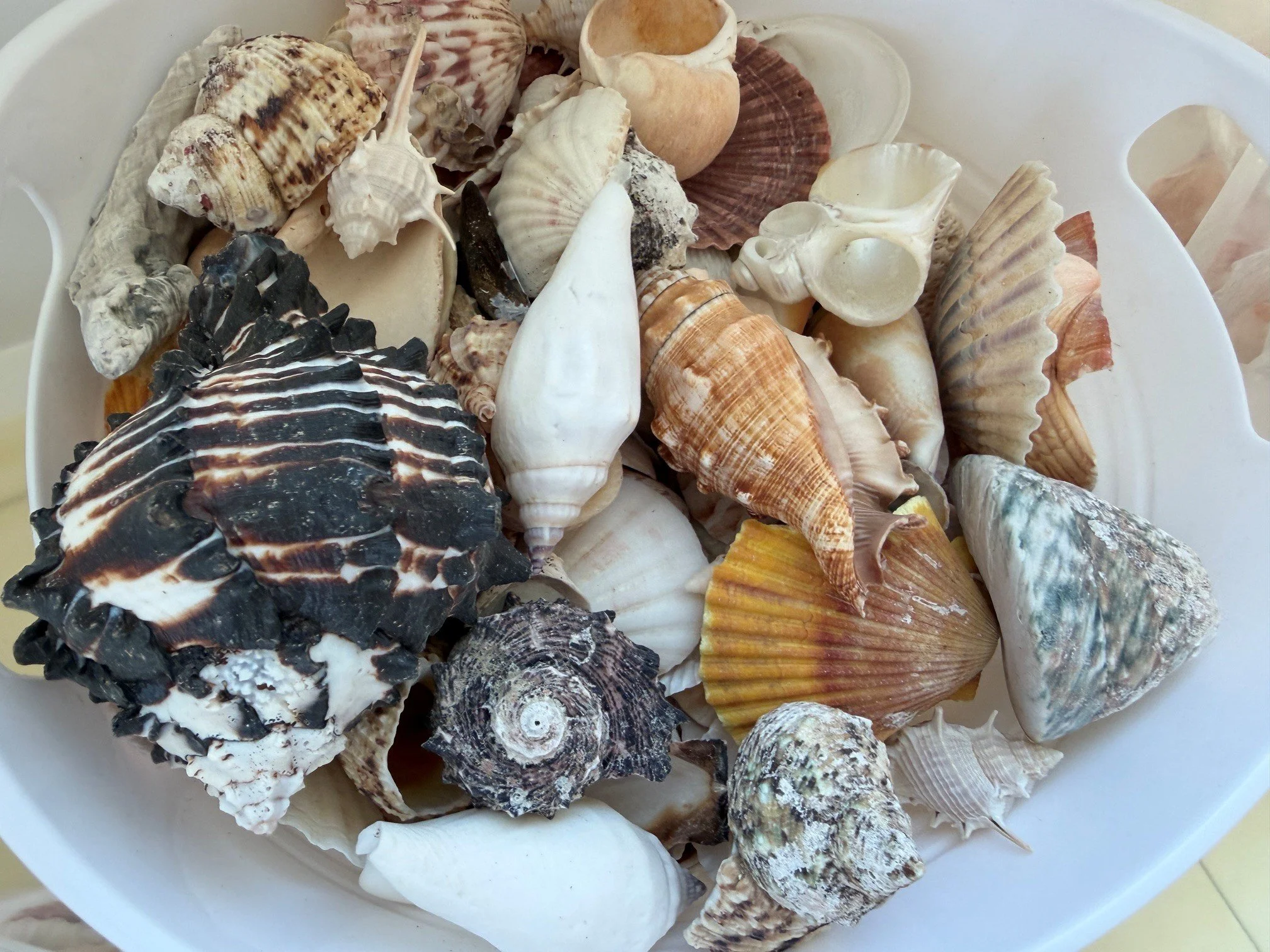 shells.jpg