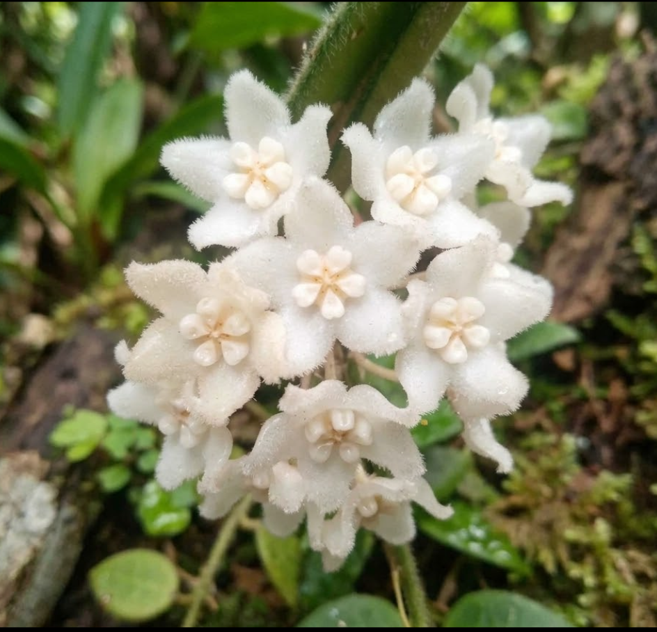 Hoya thomsonii Mae Hong Son.png
