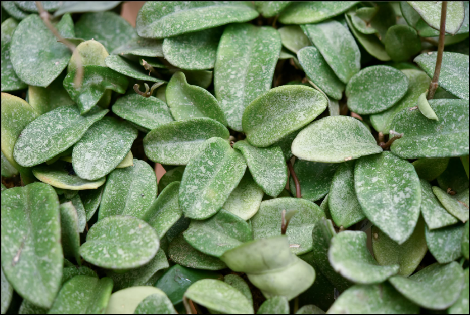 Hoya carnosa Nova Ghost.png