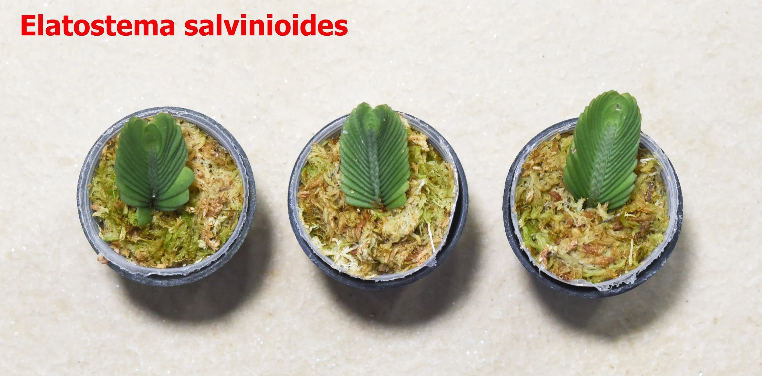 Elatostema-salvinioides-1.jpg