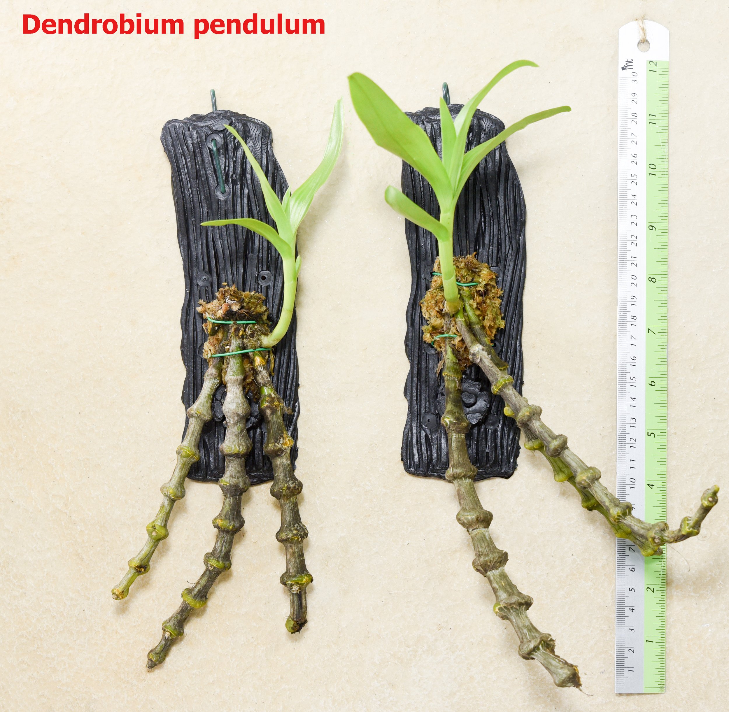 Dendrobium pendulum.jpg