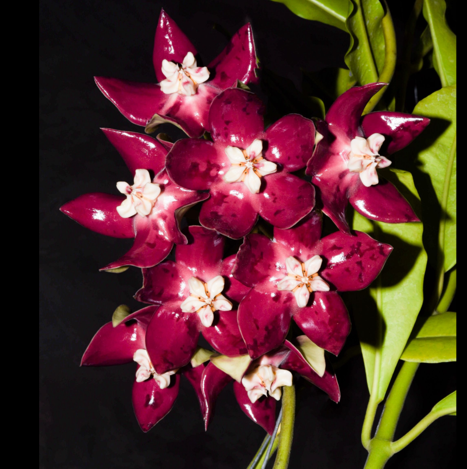 Hoya+imperialis+Red.png