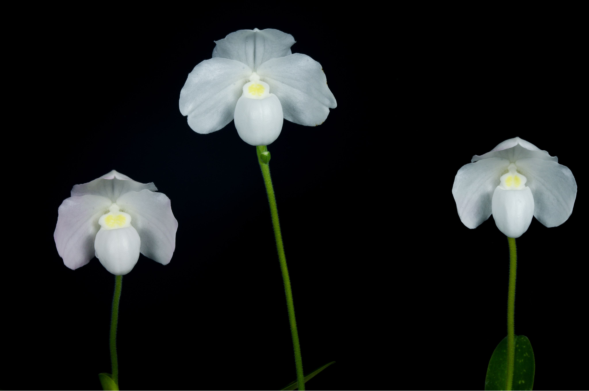 Paphiopedilum-niveum-alba.png