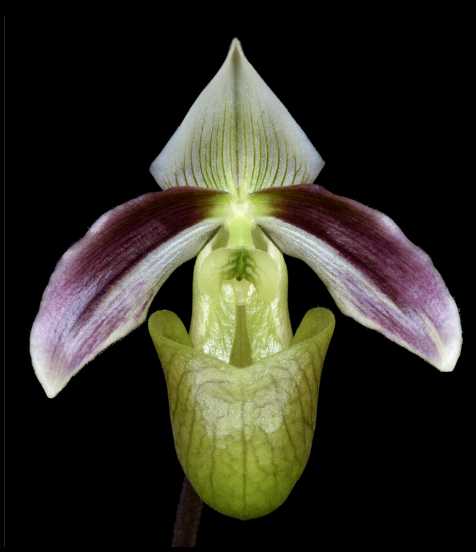 Paphiopedilum violascens.png