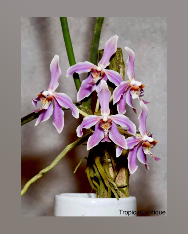 Paraphalaenopsis laycockii