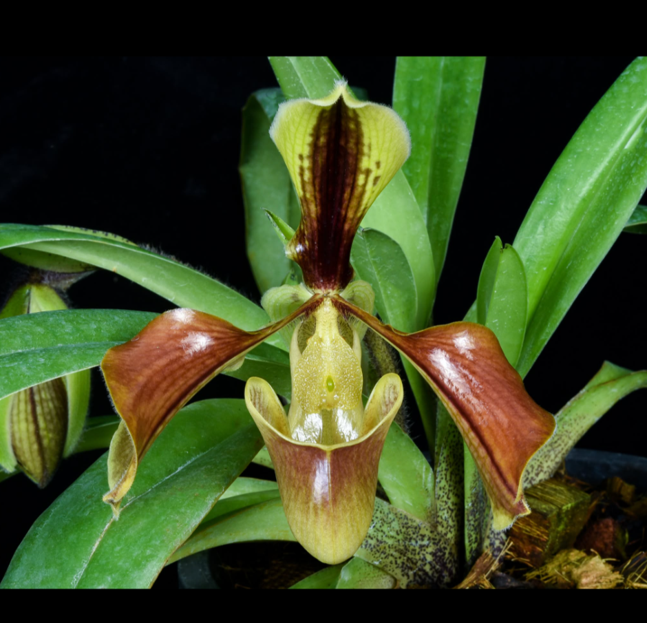 Paphiopedilum+villosum.png