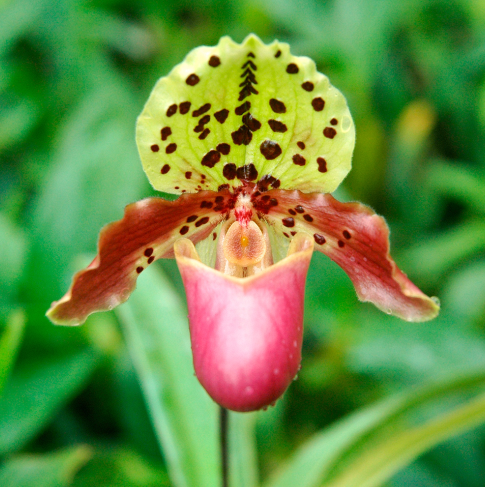 Paphiopedilum henryanum.png