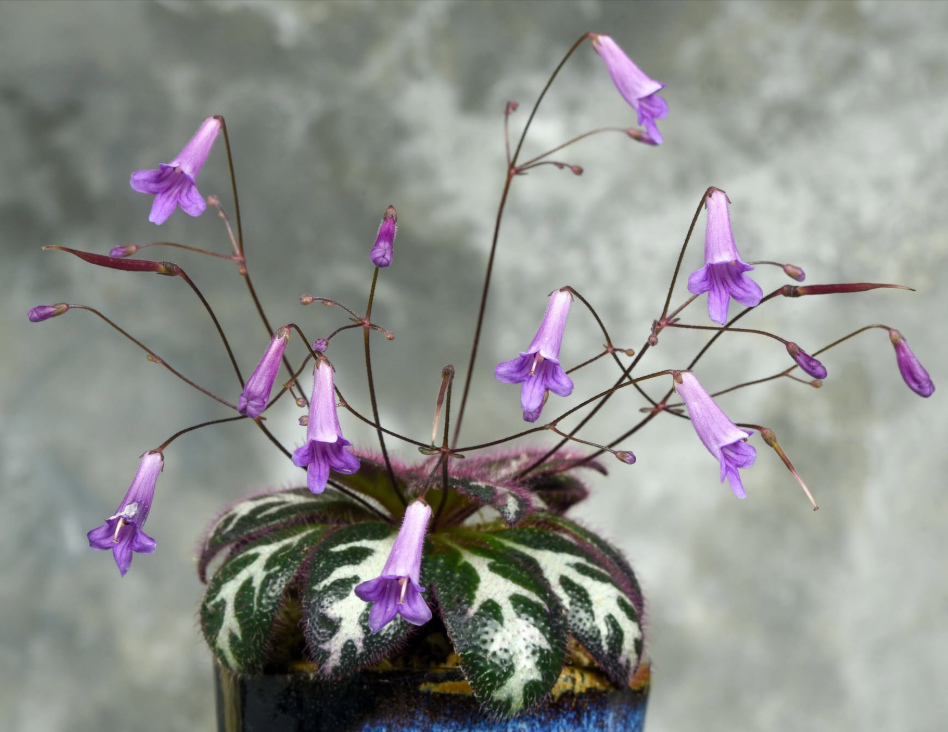 Primulina sinovietnamica.png