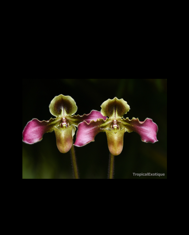 Paphiopedilum hirsutissimum