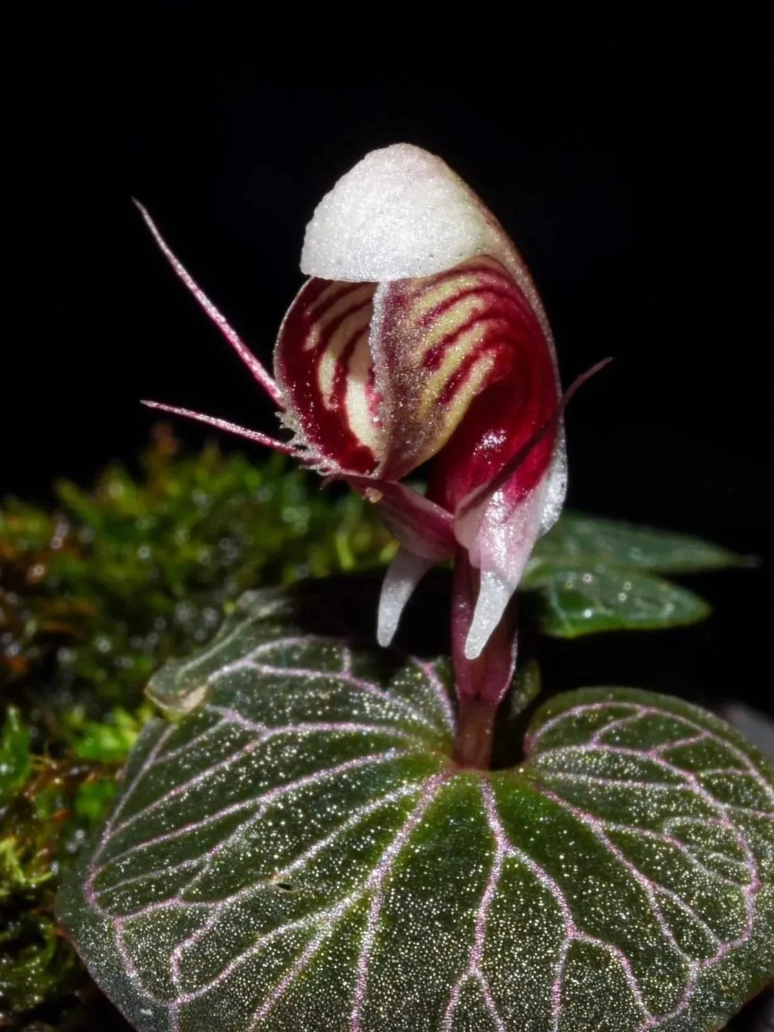 Corybas-ecarinatus-1.jpg