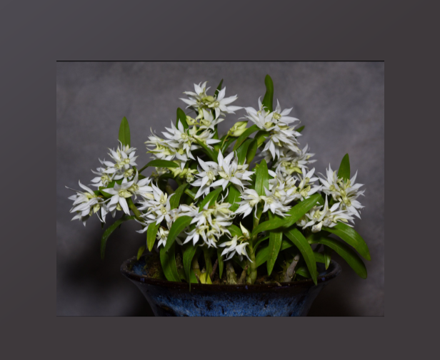 Dendrobium+cuspidatum-67.png