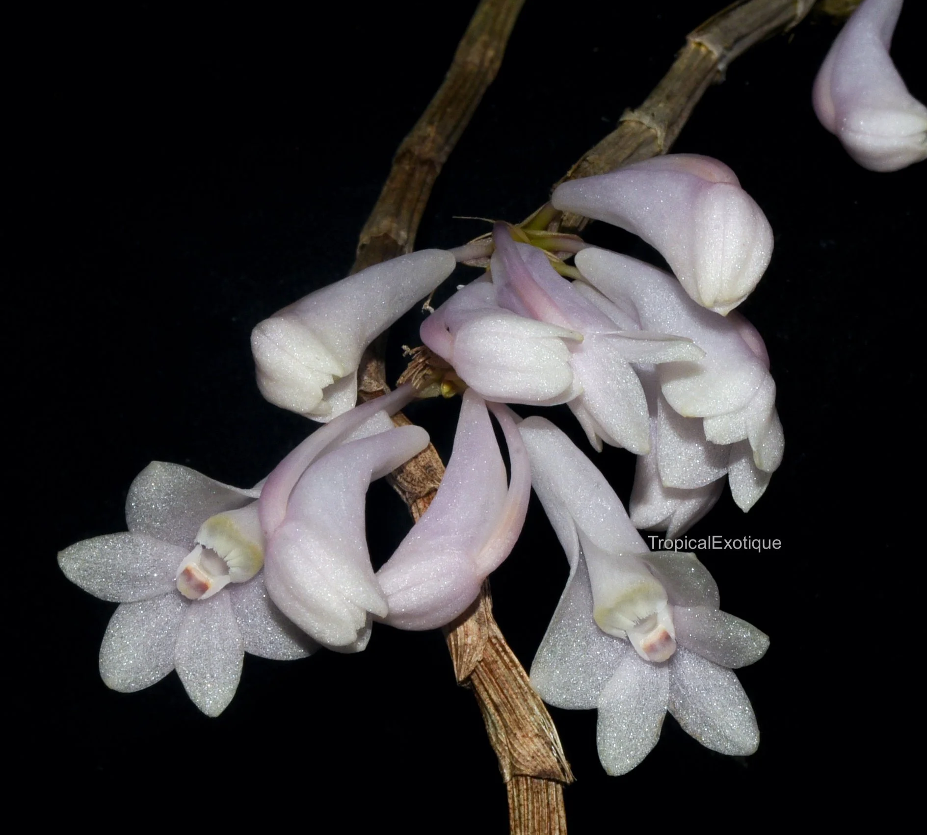 Dendrobium aphanochilum x Dendrobium chrysopterum