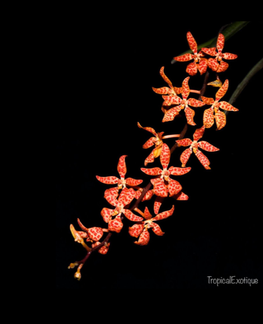 Renanthera monachica