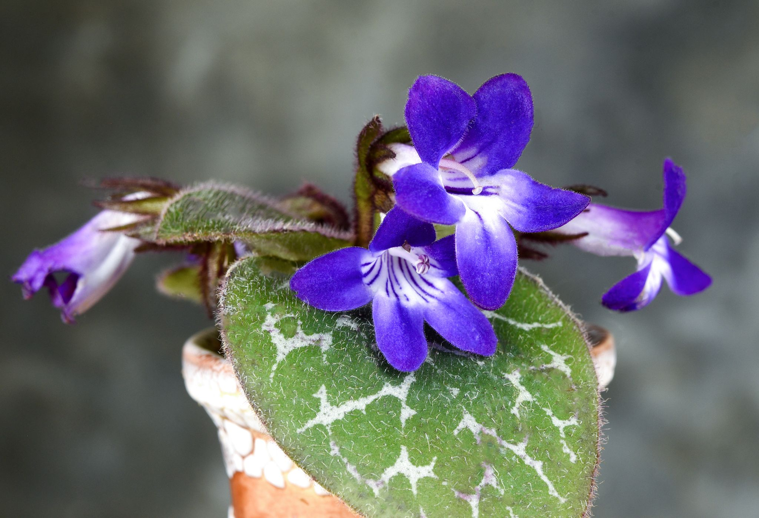 Primulina aff. maculata — TropicalExotique