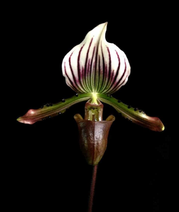 Paphiopedilum-lawrenceanum.png