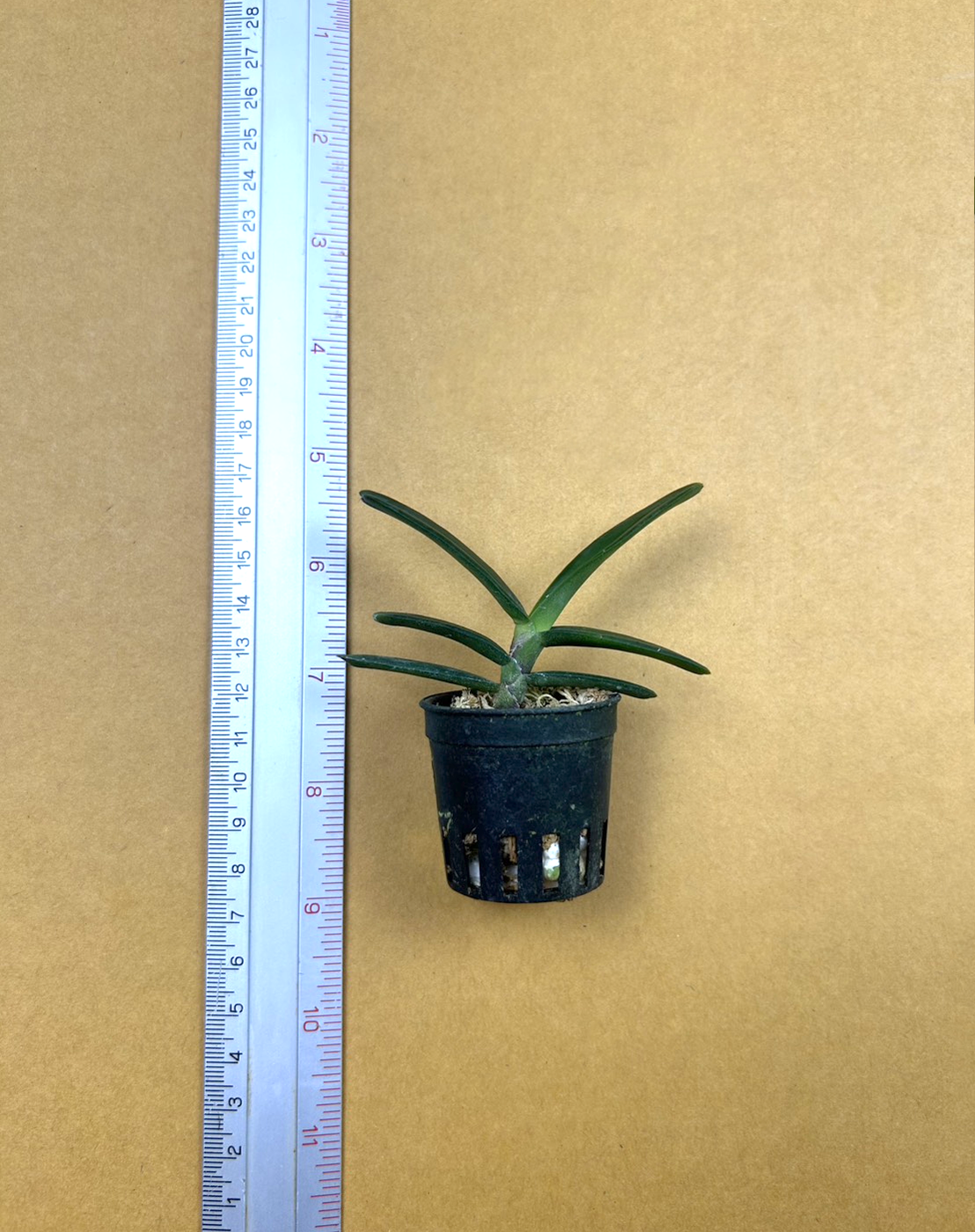 16 Renanthera imschootiana.png