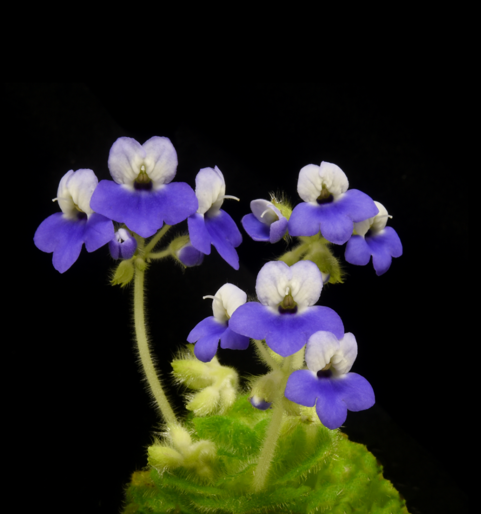 Petrocosmea bicolor.png